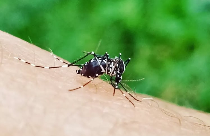 Tigrisszúnyog invázió – Milliónyi vérszívó él közöttünk, Dengue, Zika, Chikungunya-vírusokat terjesztenek