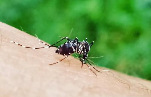 Tigrisszúnyog invázió – Milliónyi vérszívó él közöttünk, Dengue, Zika, Chikungunya-vírusokat terjesztenek